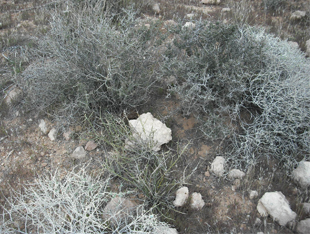 redrock3.jpg
