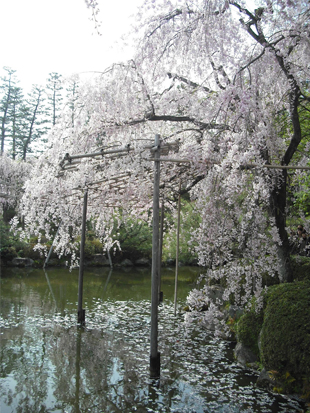 sakura2011.jpg